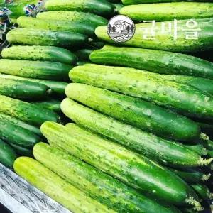 귤마을 가정용 다다기오이 10kg