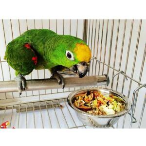 새장 음식 물 그릇 컵 앵무새 접시 Budgie Parakeet Lovebird 스테인레스 새 먹이
