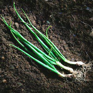 [익산원예농협] 알싸한 개운함 신선한 국내산 제철 흙쪽파 특품 2kg 내외