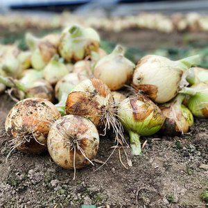 화산마을 26년 신선한 햇양파 5kg(혼합)