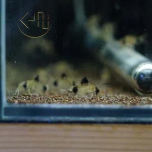 판다 코리도라스 (관상어, 열대어, 청소 물고기)