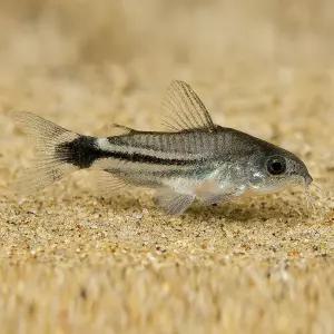 코리도라스 하스타투스 5마리