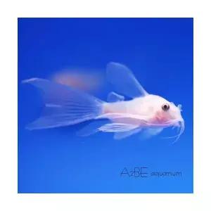 [에이투비]화이트 팬더 코리도라스 롱핀 / 3~4cm 전후 / 준성어 / 1마리