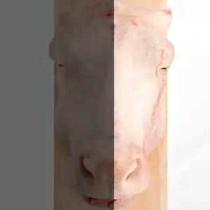 한우거세 소머리 통머리 반마리