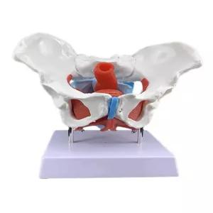 골반 모형 인체 모델 근육 과학실 골반뼈 관절 해부학 교육용 정형외과 의료