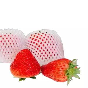 과일 망패드 충격방지 완충제 다용도 완충재 포장재 사과