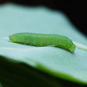 배추흰나비 애벌레 EDU-22260 / 체험학습키트 초등학교관찰동물