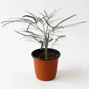 윤스가든 아랄리아 아라리오 디지고데카 감성인테리어 키우기 쉬운 실내공기정화식물 개업 신혼집