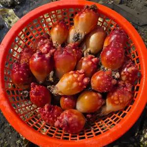 통영 활 통 멍게 3kg 45미내외 당일조업