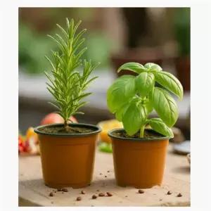 바질 나무 허브키우기 식용허브 화분 바질+로즈마리 1+1