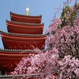 가정의달 이벤트 5회!!! 특가 [대구/오후출발] 후쿠오카/유후인/벳푸/야나가와뱃놀이(시내호텔+온천호텔) 3일