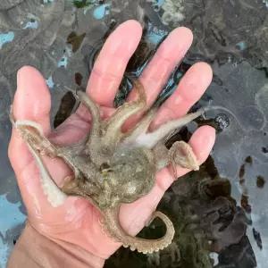 [당일조업] 수량제한 서해안 자연산 활 쭈꾸미 1kg 2kg 3kg