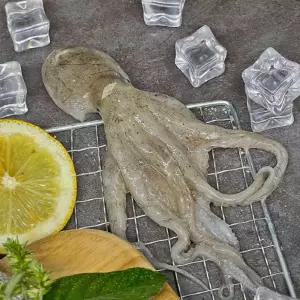 국내산 생물 쭈꾸미 1kg 15미내외 활 주꾸미 서해안 (알배기30%내외)