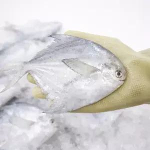 국내산 횟감 병어 1kg+1kg 총 2kg 병어회 조림