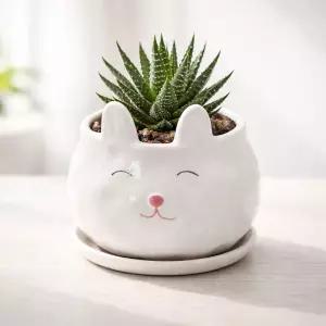 모던 도기 애니멀 캐릭터 화분 M 8x8cm 토끼 화이트선인장 귀여운 인테리어 원예 꽃화분 식물 다육