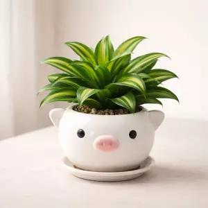 모던 도기 애니멀 캐릭터 화분 M 8x8cm 돼지 화이트선인장 귀여운 인테리어 원예 꽃화분 식물 다육