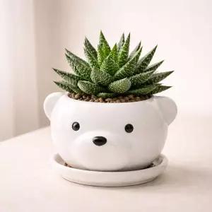 모던 도기 애니멀 캐릭터 화분 M 8x8cm 곰 화이트선인장 귀여운 인테리어 원예 꽃화분 식물 다육