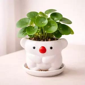 모던 도기 애니멀 캐릭터 화분 M 8x8cm 코알라 화이트선인장 귀여운 인테리어 원예 꽃화분 식물 다육