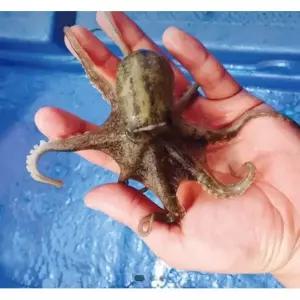 서해바다 활 쭈꾸미 주꾸미 빙장포장 1kg