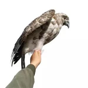 가짜독수리모형 새쫓는장식품 맹금류인형 디스플레이 인테리어 정원조경 정교한디자인