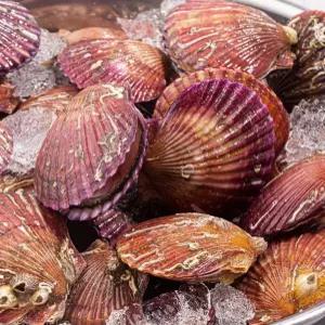 홍가리비 가리비 3kg 조개 조개구이 어패류