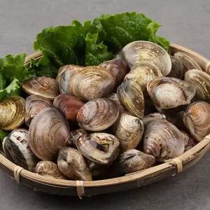 GN2510 국내산 활 바지락 1kg