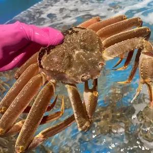 [장보리]S급 선어 자숙 대왕대게 3kg 러시아 수입