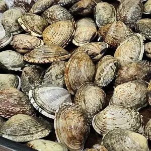 [굿수산] 왕 바지락 1kg (50∼55미)내외