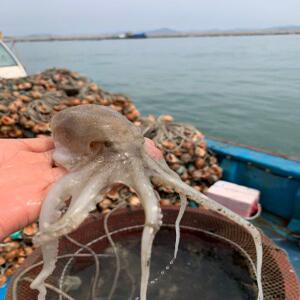 직접잡는 서천 생물 주꾸미 1kg(7~12마리)