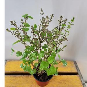 미스김라일락  새로입고