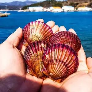 신선 달달 통영 ,고성 제철 세척 비단 홍가리비 