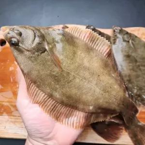 서해안 제철 활 도다리 1kg 횟감 쑥국