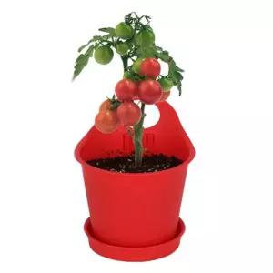 키우기쉬운식물 화분 방울토마토씨앗 흙 키우기 키트/가정용/수경/재배기/만들기/미니/소형/식물/화초/키트