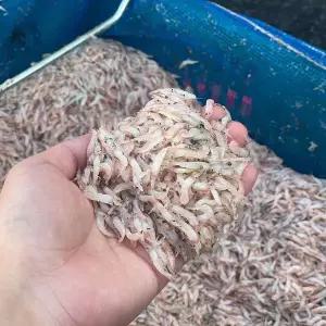 급냉 생새우 500g