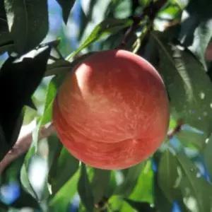 묘목/ 백도 복숭아 서왕모/접목 1년/ 두개묶음 KJ270