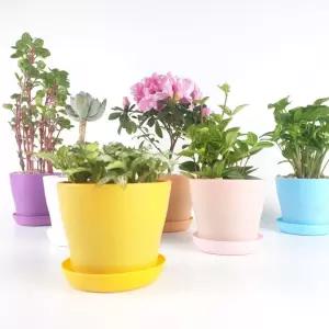 색상랜덤 미니화분 플라스틱화분 원형화분 작은화분 화분갈이