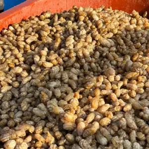 마산 진동 생물 오만둥이 3kg 세척 오만디 미더덕