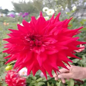 다알리아 바빌론 스칼렛(대형)-1뿌리(2-3구근)