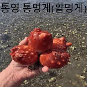 [청정지역 통영] 프리미엄 특품 통멍게(활명게) 4kg 바다의 파인애플