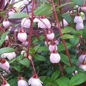 칠레구아바 관상용 상록식물 열매식물 베란다 정원 공기정화식물 B02