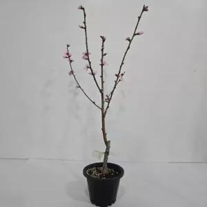 복숭아나무 신비 화분묘 접목1년생 상묘