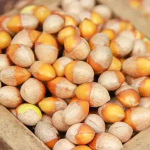 은행열매 피은행 은행구이 은행알 피은행 껍질 있음 대 사이즈 1kg