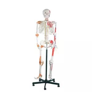 전신뼈모형 해골 교육용 인체 관절 스탠드 골격 두개골 해부학적구조 스포츠