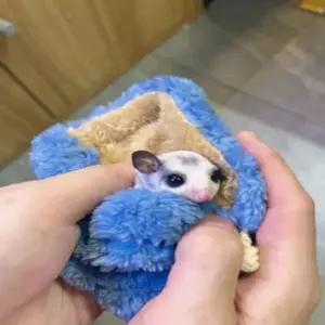 슈가글라이더 주머니 외출 은신처 이동 극세사