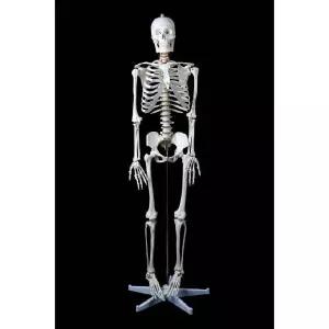 전신골격 과학실 해골모형 뼈 골격 인체 의료용 인체뼈모형 병원 정형외과
