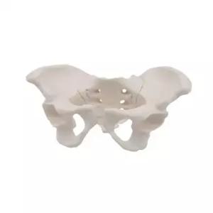 교육용 골반모형 요추 인체 해부학 모델 대퇴골 관절 뼈구조 병원 의학 교구 실습