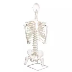 해부학 인체모형 척추 골반 교육용 실습 의학 경추 요추 뼈 구조 학습