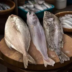 [올더야미] 임자도 해풍으로 말린 반건조 자연산 통민어+병어+감성돔 건정 세트