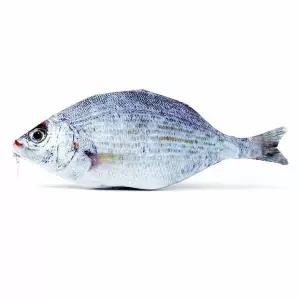 [셀러에이드]연필 수납 케이스 은어 디자인 펜슬통 문구용품 정리함