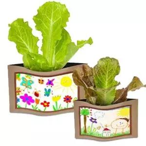 [골드스마일]새싹 재배 키우기 상추 씨앗 모종 식물 교육용 홈가드닝세트